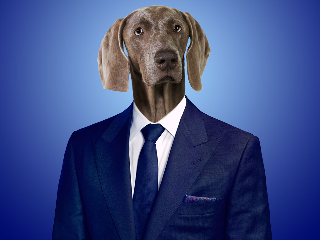 Dog in a suit