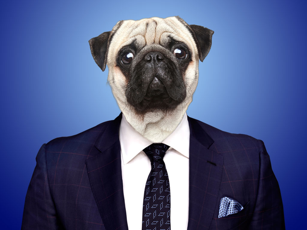 Dog in a suit