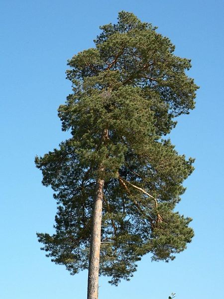 Pine tree