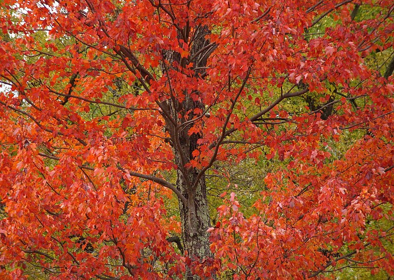 Maple tree